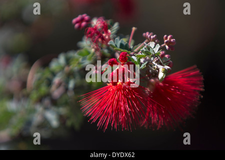 Fairy Duster, Baja Desert Botanical Gardens, Phoenix, Arizona, USA Banque D'Images