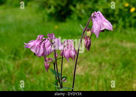 Columbine européen commun, l'ancolie, Granny's dernier verre, Granny's Bonnet, Aquilegia vulgaris, Ranunculaceae. Banque D'Images