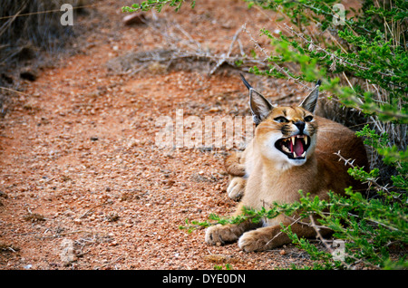 Un africain caracal chat dans la Namibie montrant ses dents Banque D'Images