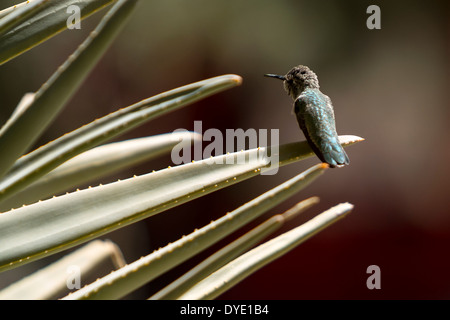 Humming Bird, Desert Botanical Gardens, Phoenix, Arizona, USA Banque D'Images