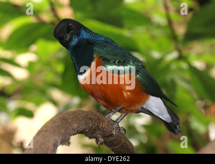 Superbe East-African ( Lamprotornis superbus) Starling Banque D'Images