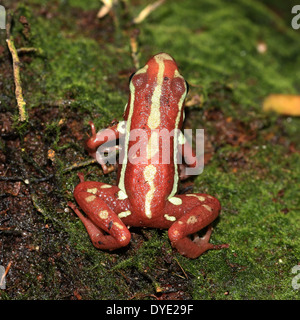 Le phare poison dart frog (Epipedobates tricolor), un rouge et jaune-dart frog variété d'Amérique-Centrale Banque D'Images