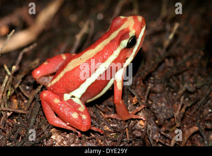 Le phare poison dart frog (Epipedobates tricolor), un rouge et jaune-dart frog variété d'Amérique-Centrale Banque D'Images