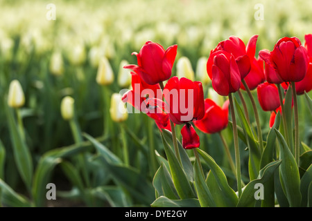 Libre de tulipes rouges en face d'un champ de blanc Banque D'Images