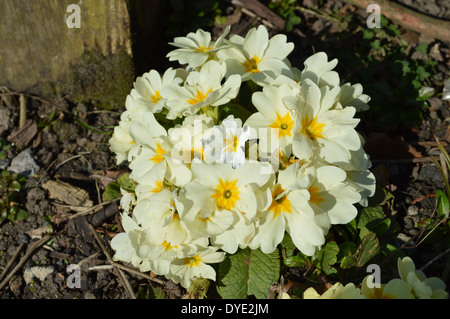 Primula 'Crescendo' blanc Banque D'Images