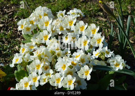 Primula 'Crescendo' blanc Banque D'Images