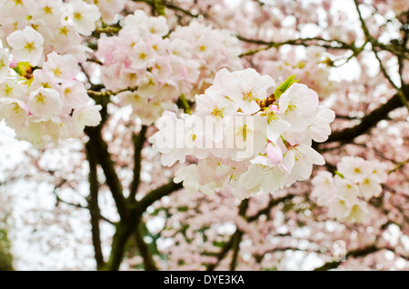 Big Pink et blanc fleurs de cerisier et de branches. Soft et pastel fleurs sakura au printemps à Vancouver. Prunus serrulata Banque D'Images