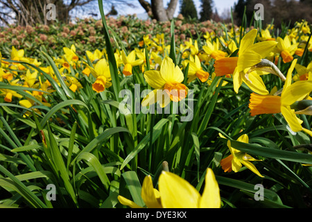 Lit de jonquilles dans un jardin dans un jardin public au printemps. Dans la région de Burnaby, BC, Canada. Banque D'Images