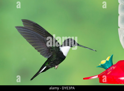 Inca à collier (Coeligena torquata) hummingbird, mâle adulte en vol à une mangeoire, Equateur, Andes, Amérique du Sud Banque D'Images