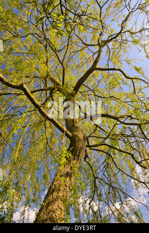 Saule pleureur against a blue sky Banque D'Images