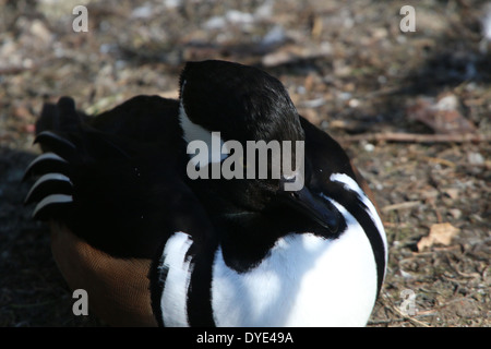 Close-up of a North American male Harle couronné (Lophodytes cucullatus) Banque D'Images