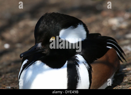 Close-up of a North American male Harle couronné (Lophodytes cucullatus) Banque D'Images