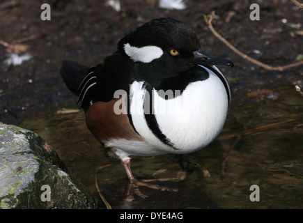 Close-up of a hommes nord-américain Le Harle couronné (Lophodytes cucullatus) Banque D'Images