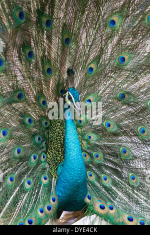 Paons, Peacock -oiseau volant dans le genre Pavo de la famille, phasianidae, mieux connu pour l'homme extravagant. Banque D'Images