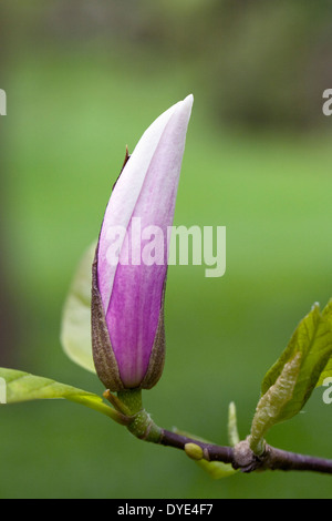 Magnolia denudata bourgeon floral. Banque D'Images