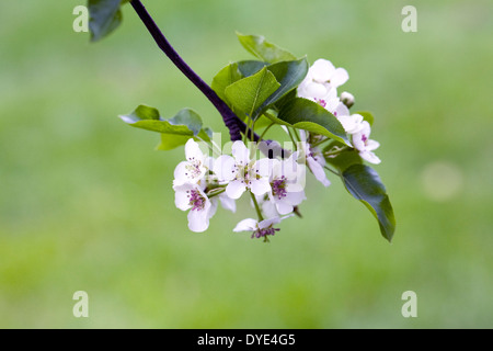 Pyrus boissieriana Blossom. Banque D'Images