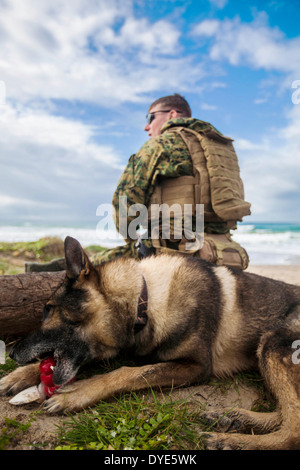 Le sergent de l'US Marine Corps. Zachary Gaines avec son chien, Dollar, maintenir la sécurité sur la plage pendant un assaut amphibie exorciser le 24 février 2014 dans la Sierra del Retín, Espagne. Banque D'Images