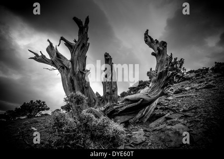 Un vieil arbre Juniper au Maroc Banque D'Images