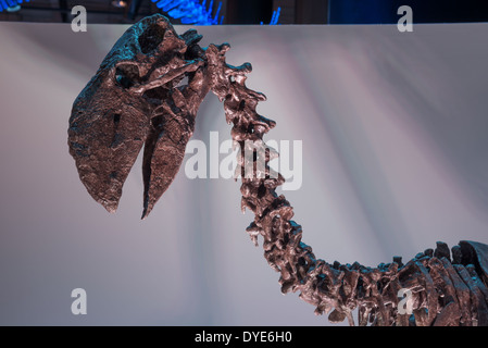 Squelette fossile d'un oiseau (Terreur Diatryma). L'Eocène. Banque D'Images