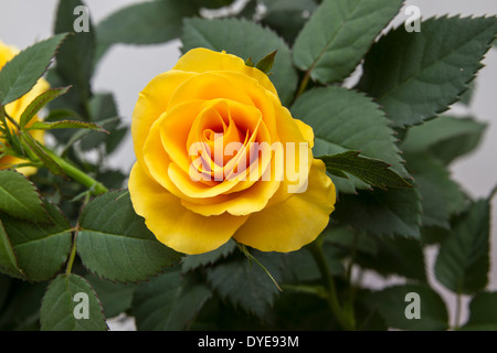 Belle rose jaune frais libre Banque D'Images