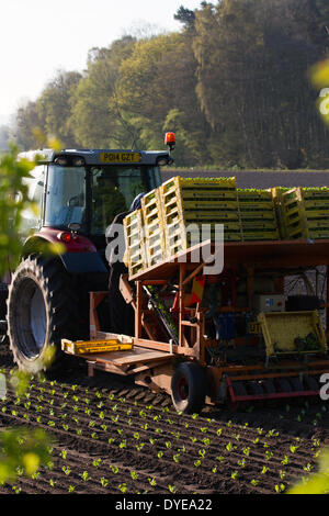 Plantation printanière de laitue à Rufford, Lancashire, Royaume-Uni avril 2014. Les employés de COE House Farms utilisent un tracteur et une remorque de plantation automatique Massey Ferguson pour tirer parti du séchage des sols et de la chaleur du temps pour planter des légumes de printemps. Les plantules de légumes semi-endurcis propagées, soit des blocs pressés, soit des modules faiblement remplis, de Premier Plant Producers devraient maintenant prospérer dans le sol nouvellement labouré bien qu'ils puissent être couverts de toile en cas de risque de gel. Banque D'Images
