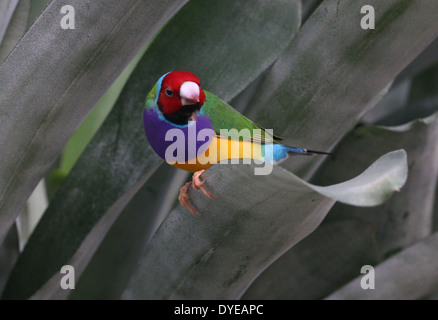 Homme à tête rouge Gouldian Finch ou Rainbow Finch (Erythrura gouldiae) close-up, posant sur une branche Banque D'Images