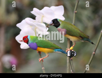 Homme et femme Gouldian Finch ou Rainbow Finch (Erythrura gouldiae) posant sur fleurs orchidée - hommes légèrement hors de l'accent Banque D'Images