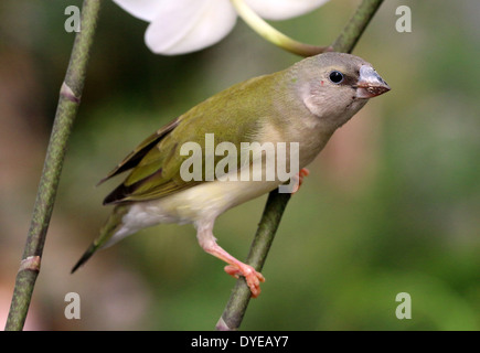 Juvenile Gouldian Finch ou arc-en-ciel (Erythrura gouldiae Finch) close-up, ce qui représente, sur une branche Banque D'Images