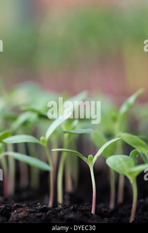 Les semis de fleurs. La culture de fleurs coupées à partir de graines dans une serre Banque D'Images