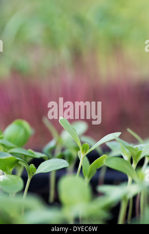 Les semis de fleurs. La culture de fleurs coupées à partir de graines dans une serre Banque D'Images