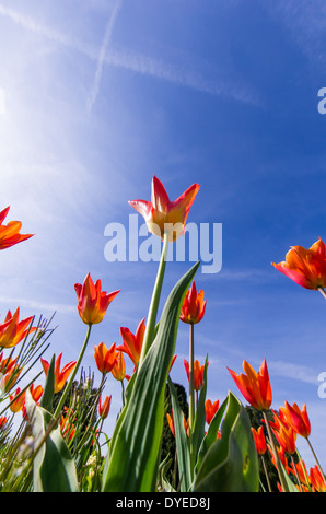 Tulipes orange feu vers le ciel Banque D'Images