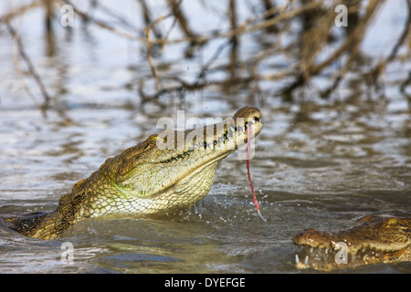 Les crocodiles du Nil (Crocodylus niloticus) manger au lac Baringo Banque D'Images