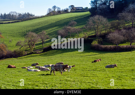 Scène pastorale près de Stoke Gabriel,Devon.arcadian,vaches couché,pâturage, printemps, de l'élevage, la reproduction, pré, ferme laitière, grazi Banque D'Images