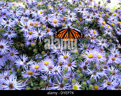 Un papillon monarque repose sur Purple Asters dans Shenandoah National Park le 16 octobre 2007 en Virginie. Banque D'Images