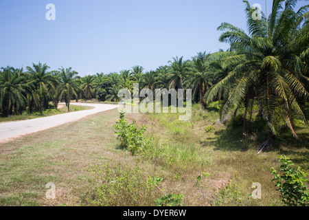 Plantation de palmier à huile dans la province Pahang, Malaisie Banque D'Images