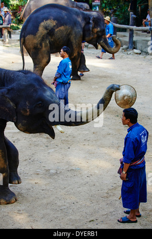 La Thaïlande, Chiang Mai, Mae Sa, elephant show pour les touristes Banque D'Images