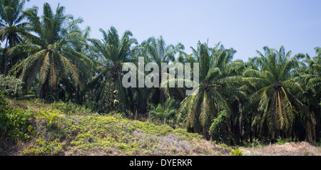 Plantation de palmier à huile dans la province Pahang, Malaisie Banque D'Images