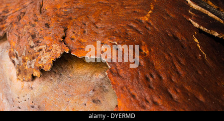 De belles couleurs et des motifs dans l'écorce des arbres après un feu de brousse, du Parc National Wollemi, NSW, Australie Banque D'Images