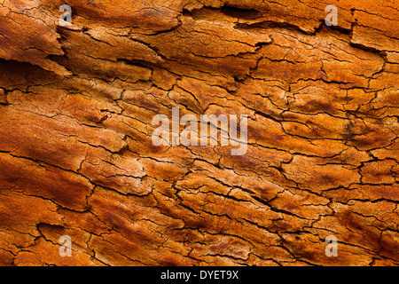 De belles couleurs et des motifs dans l'écorce des arbres après un feu de brousse, du Parc National Wollemi, NSW, Australie Banque D'Images