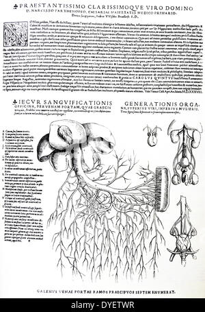 Les plaques de l'épitomé du De Humani Corporis Fabrica de Vésale, (1514-1564) 89 - Diagramme illustrant les systèmes de reproduction mâle et femelle (à droite) ; schéma montrant le foie avec système veineux (à gauche). Banque D'Images