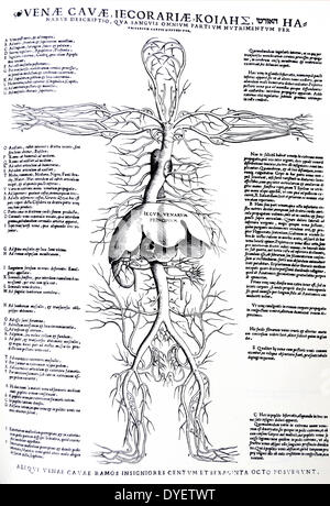 Les plaques de l'épitomé du De Humani Corporis Fabrica de Vésale, (1514-1564) Dessin illustrant le système veineux du corps complet avec l'accent sur le foie et les artères. Banque D'Images