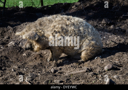 Porc laineux Banque D'Images