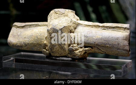 Les joints de tuyaux de plomb, de la ville romaine de Bath en Angleterre. À l'origine aurait été extraits dans les Mendip Hills par les esclaves. Vers 1ère-2ème siècle AD. Banque D'Images