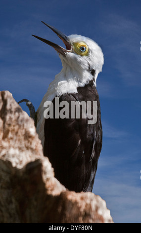 White Woodpecker (Melanerpes candidus) Banque D'Images