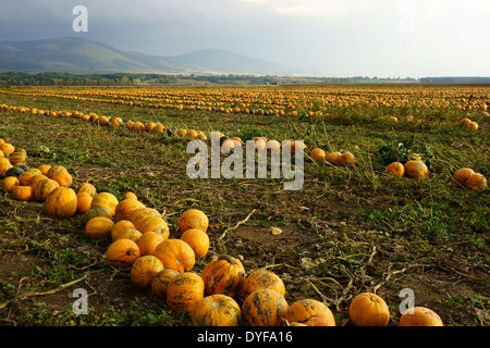 Champ avec des rangées de citrouilles prêtes pour la récolte, près de Gönc, NE la Hongrie Banque D'Images