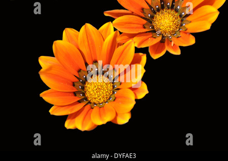 Belle fleur Gazania orange trouvés sur l'île de Fuerteventura isolé dans le noir Banque D'Images