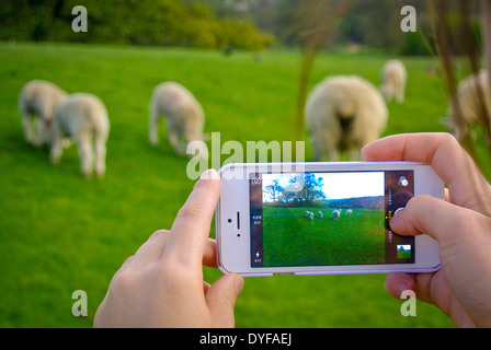 Gros plan de mains tenant un smartphone pour photographier des moutons qui paissent dans un champ. ROYAUME-UNI Banque D'Images