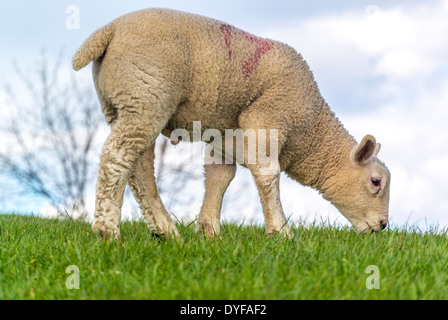 Vue latérale d'un ancien pâturage d'agneau. Banque D'Images