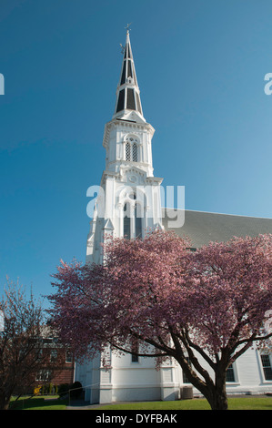 La première église baptiste de Wakefield, MA, un sport classic white steeple. Un cerisier rose orne la pelouse. Banque D'Images