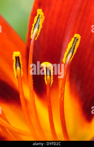 Close up image of a Tiger Lily. Banque D'Images